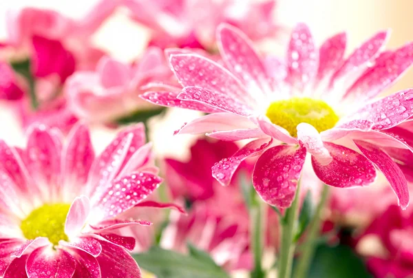 Closeup dvou pink daisy-gerbera se kapky vody — Stock fotografie