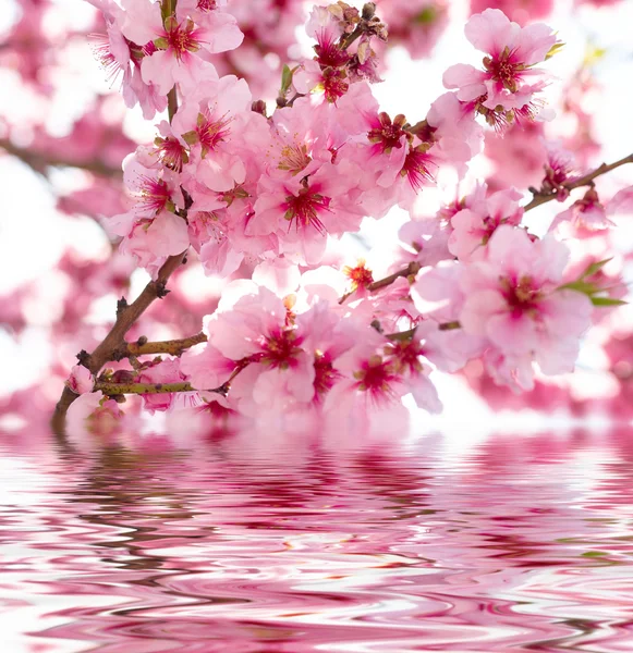 Flores de manzana de primavera — Foto de Stock