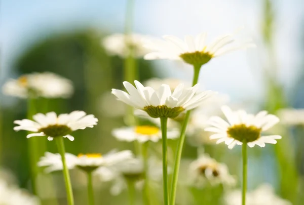 White and yellow daisies — Stock Photo, Image