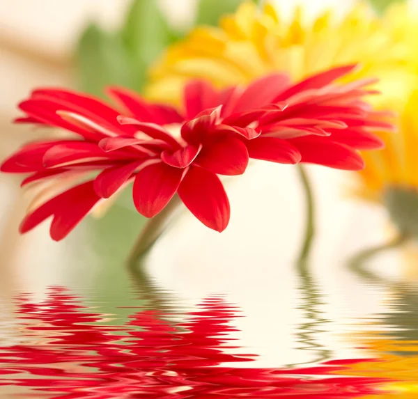 Rode daisy-gerbera met zachte focus weerspiegeld in het water — Stockfoto