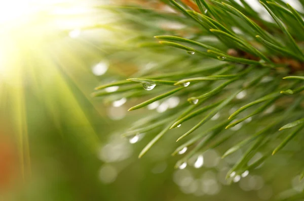 Waterdrops on firtree — Stock Photo, Image