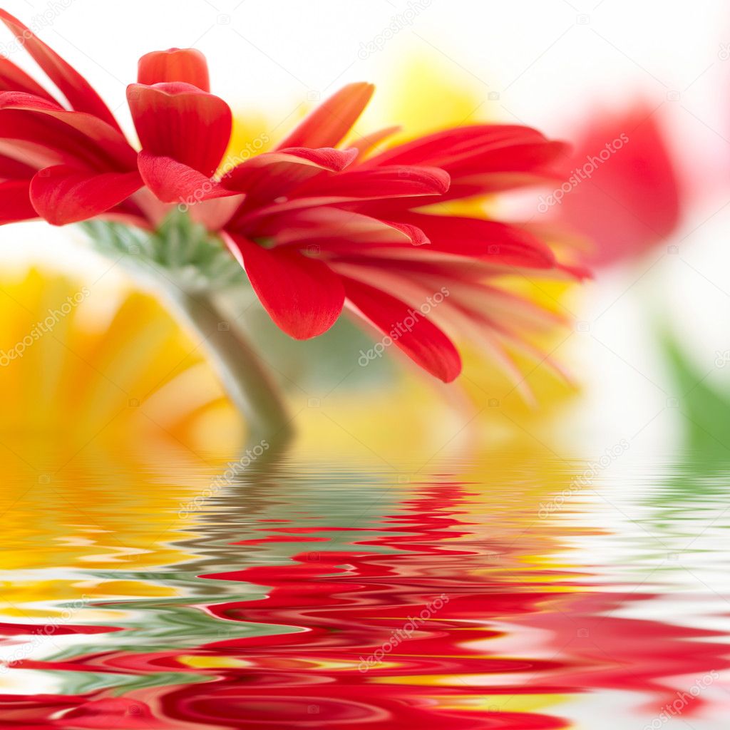 Red daisy-gerbera with soft focus reflected in the water