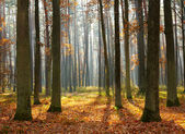 Картина, постер, плакат, фотообои "autumn forest", артикул 4222810