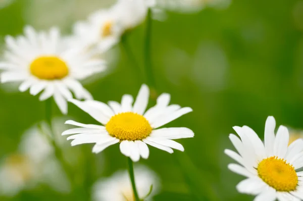 Marguerites blanches et jaunes — Photo