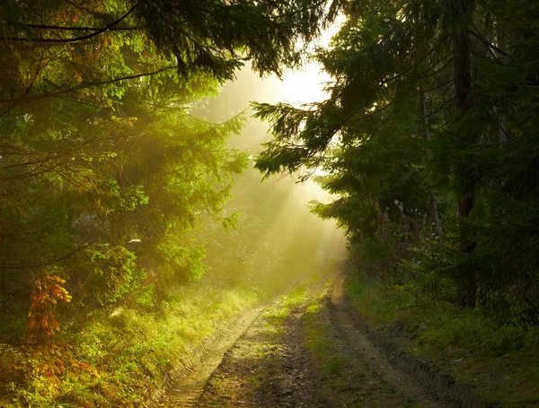 Gyönyörű reggel az erdőben. — Stock Fotó