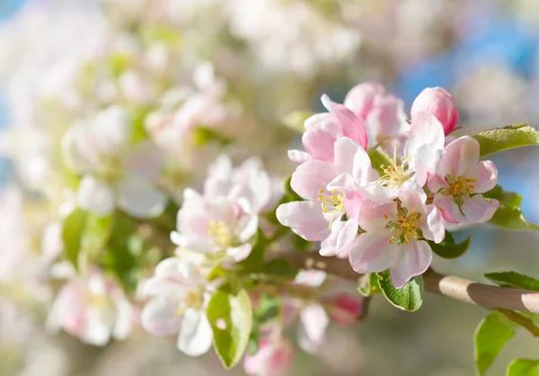 Spring blossoms — Stock Photo, Image