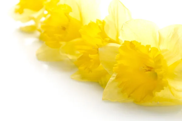 Yellow narcissus over white background — Stock Photo, Image