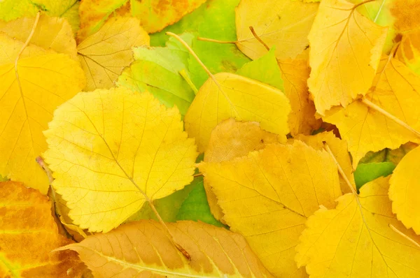 stock image Autumn leaves