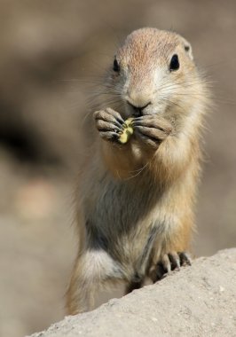 Prairiedog