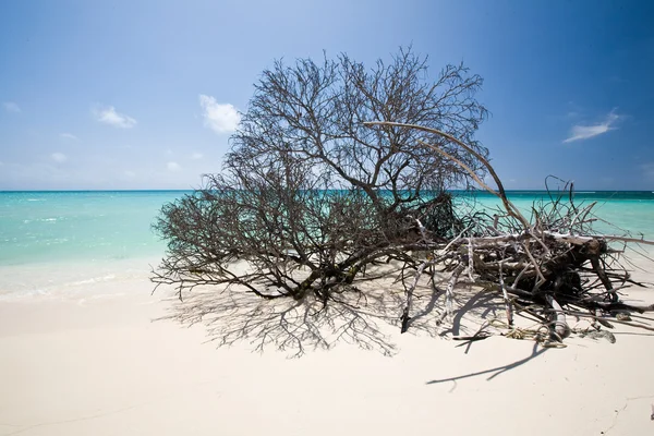 Пляж анегады — стоковое фото