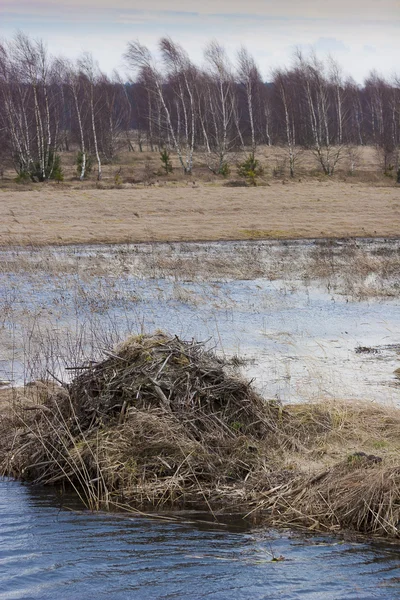 Natuurlijke beaver dam — Stockfoto