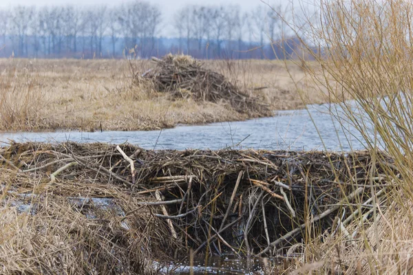 Natural beaver dam — Stock Photo, Image