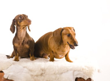 Dachshunds