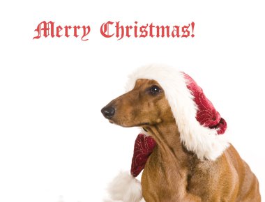 beyaz zemin üzerinde Santa dachshund