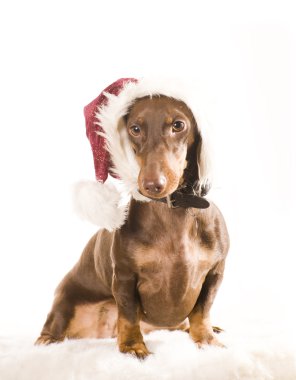 beyaz zemin üzerinde Santa dachshund