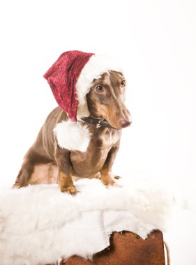 beyaz zemin üzerinde Santa dachshund