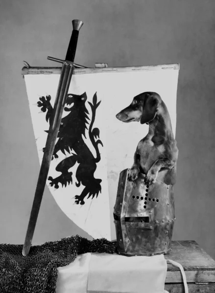 Câine în casca medievală — Fotografie, imagine de stoc