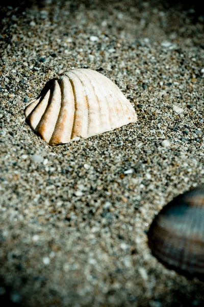 在沙滩上的复古贝壳 — 图库照片