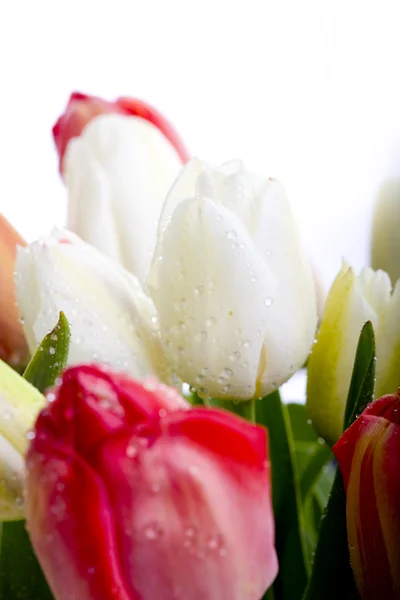 花瓶に美しい赤と白のチューリップ — ストック写真