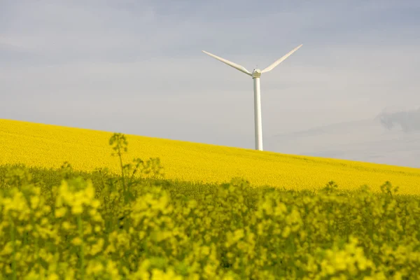Windmühle Über Blühendem Rapsfeld — Stockfoto