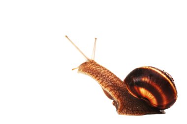 Garden snail ,isolated on white clipart