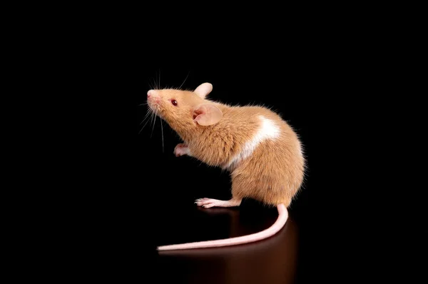 Myši na černém pozadí — Stock fotografie