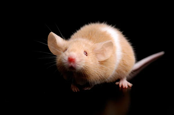 Myši na černém pozadí — Stock fotografie