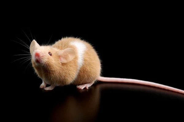 黑色背景上的老鼠 — 图库照片