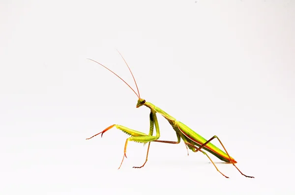Mantis, aislado — Foto de Stock