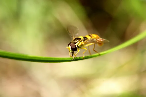 Żółty makro mucha — Zdjęcie stockowe