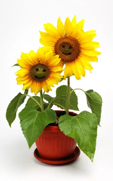 Dva usmívající se slunečnicemi — Stock fotografie