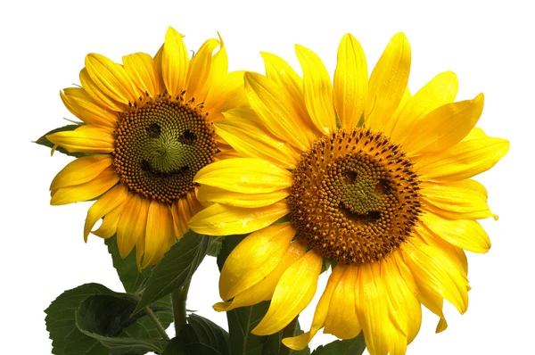 Dva usmívající se slunečnicemi — Stock fotografie