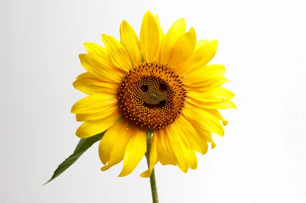 Usmívající se slunečnice — Stock fotografie