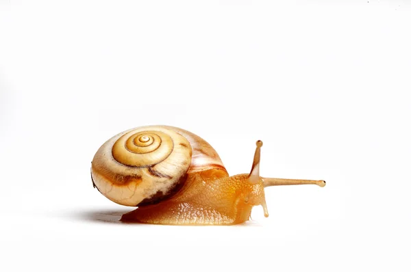 Mały ślimak — Zdjęcie stockowe