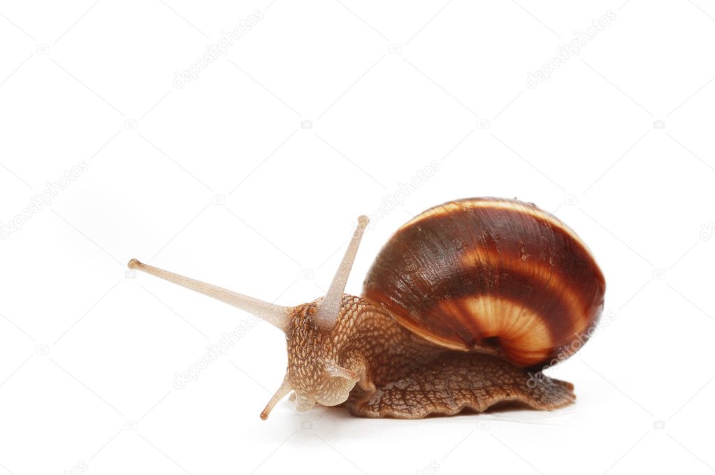 Funny snail,isolated on white background