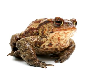 Frog,isolated on white clipart