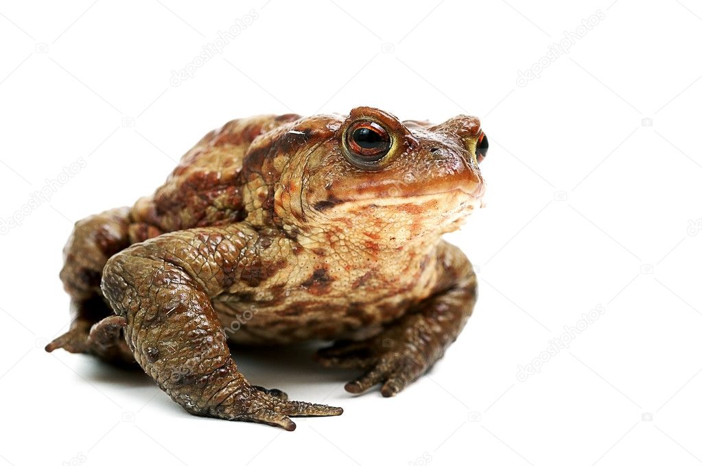 Frog,isolated on white