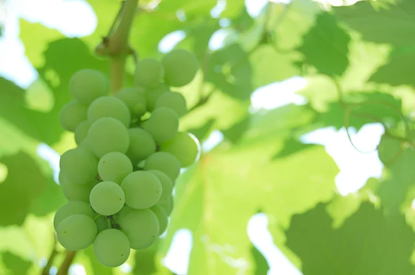 stock image Grapes