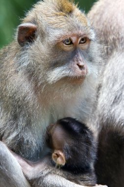 uzun kuyruklu makak bir yavru beslemek