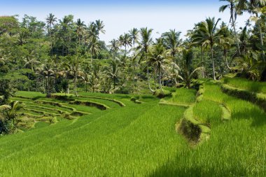 nasıl rice teraslar, bali, Endonezya