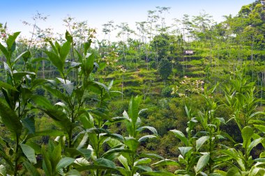 nasıl rice teraslar, bali, Endonezya