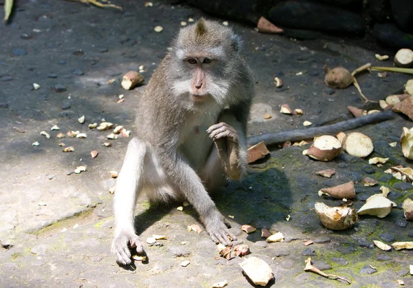 Macaco dalla coda lunga — Foto Stock