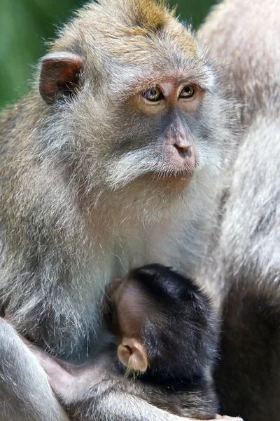 Macaco de cauda longa alimenta um filhote — Fotografia de Stock