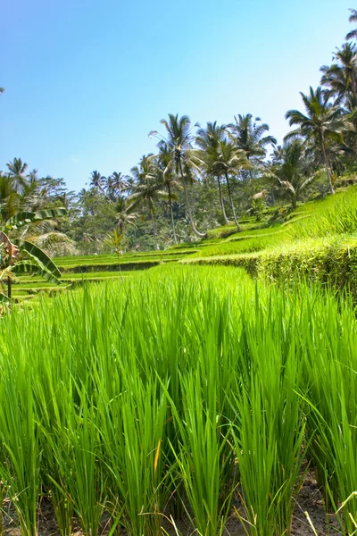 Nasıl rice teraslar, bali, Endonezya — Stok fotoğraf