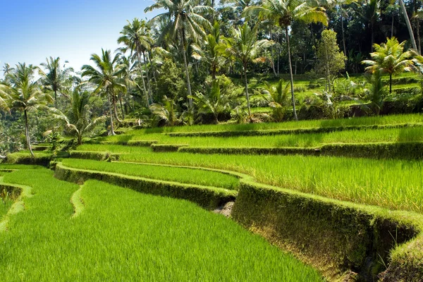 Slag på ris terrasser, bali, Indonesien — Stockfoto