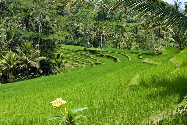 Slag på ris terrasser, bali, Indonesien — Stockfoto