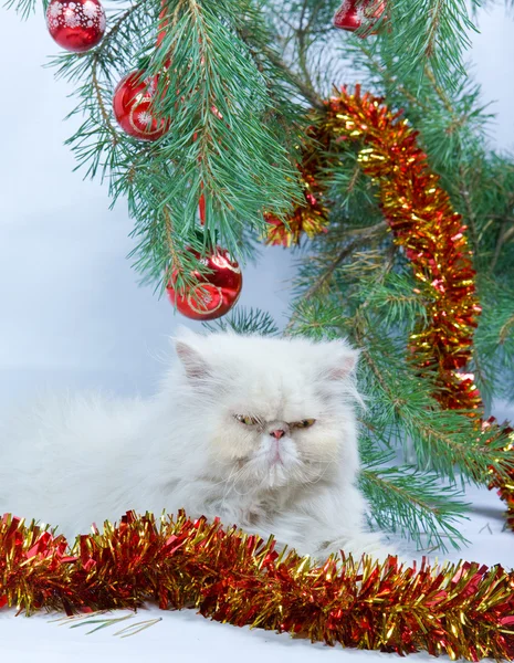 Ветка с новогодними шарами и символом 2011 года белая кошка — стоковое фото
