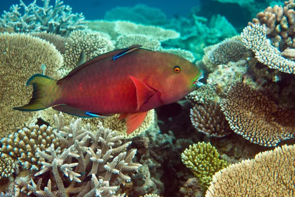 stock image Indian ocean. Fishes in corals. Maldives