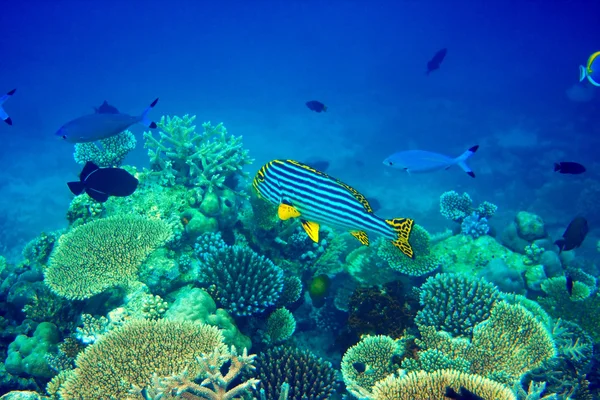 Indický oceán. ryby v korály. Maledivy — Stock fotografie