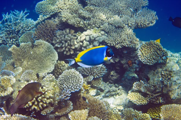 Indian ocean. Fishes in corals. Maldives — Stock Photo, Image